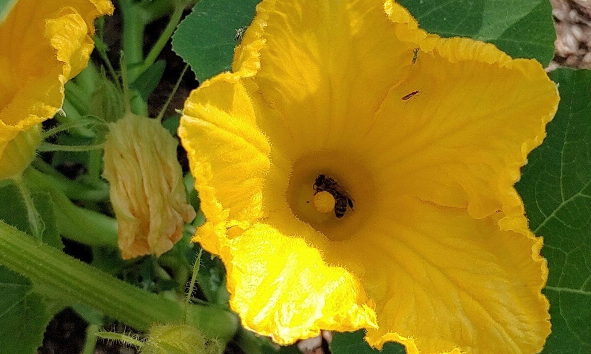 Abeille et insectes dans une fleur de courge