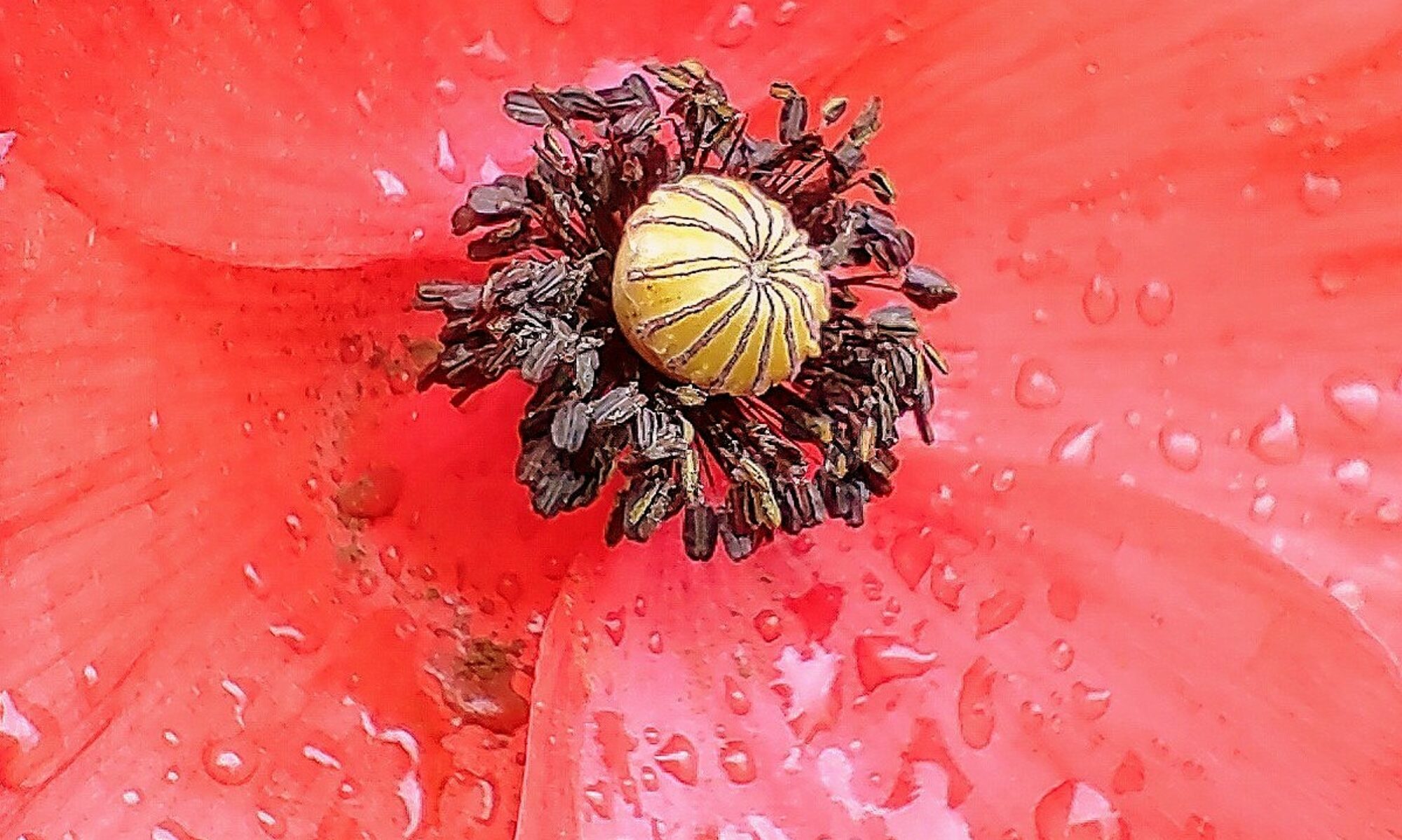 Coquelicot