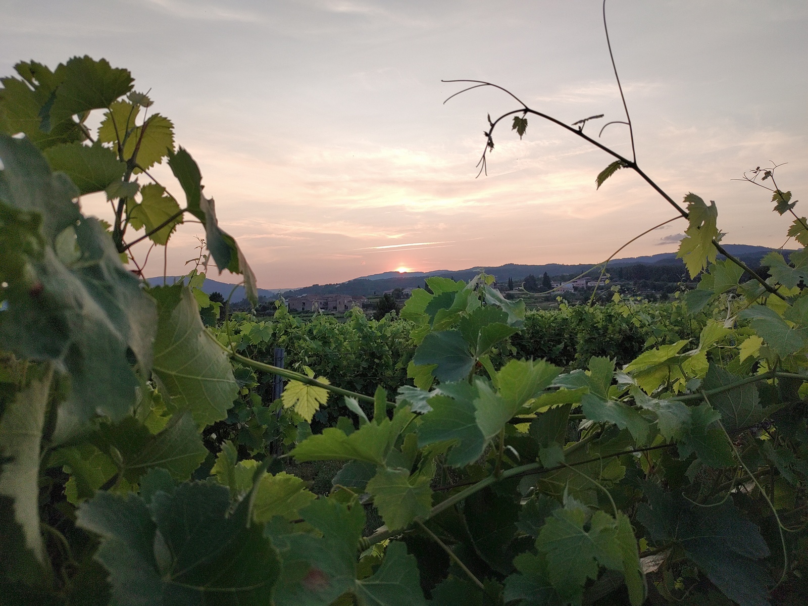 Soleil couchant sur les Cévennes et vigne à Balbiac Ardèche