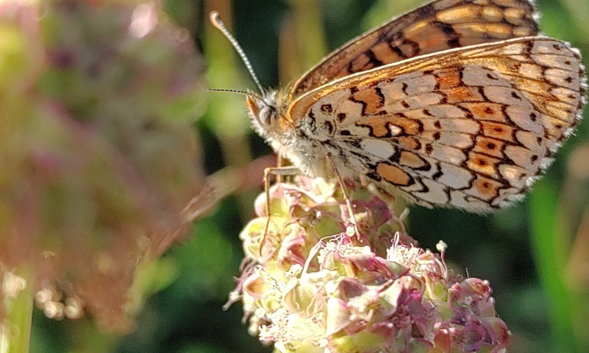 Papillon sur une fleur de pimprenelle