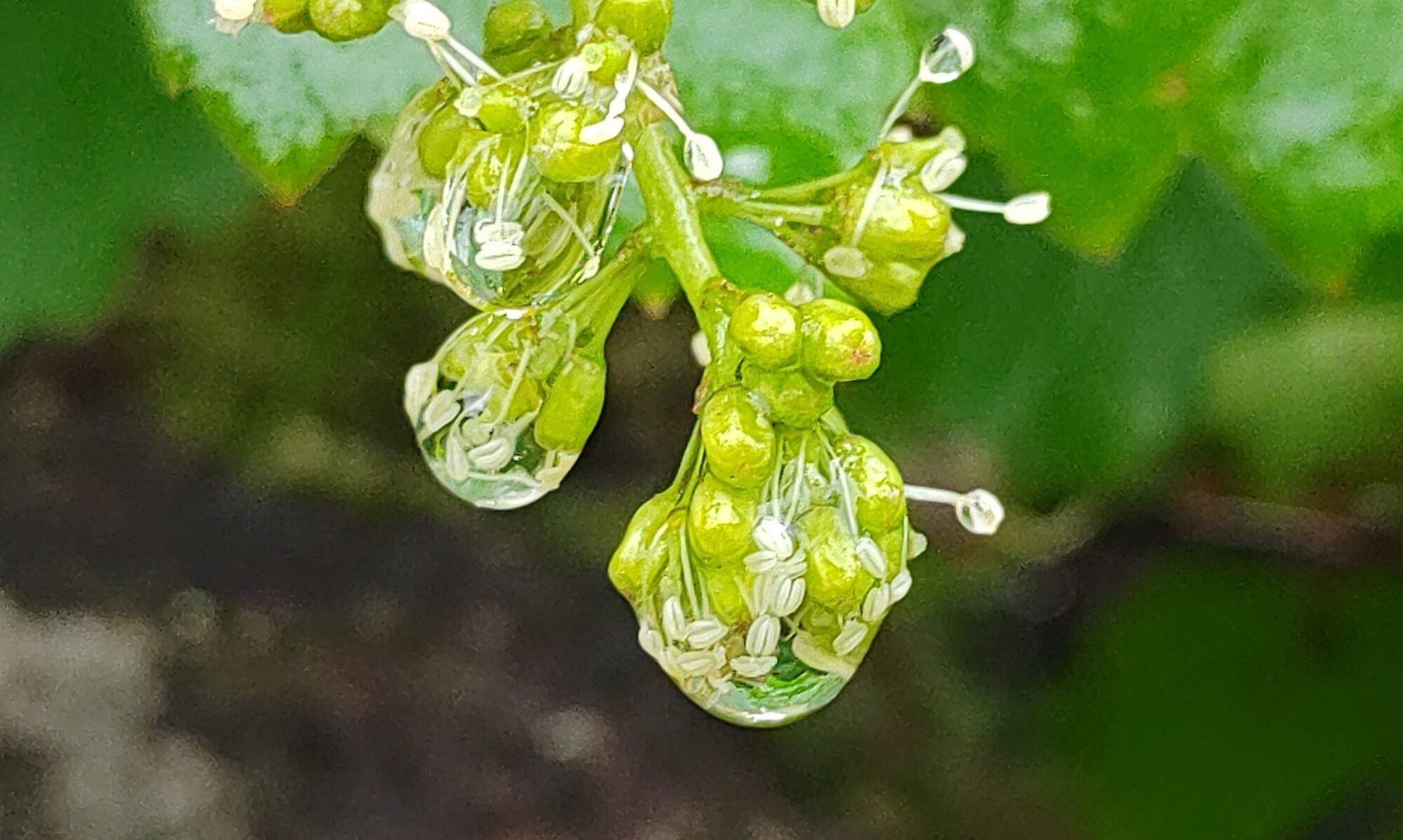 Gouttes d'eau sur des fleurs de vigne Ardèche