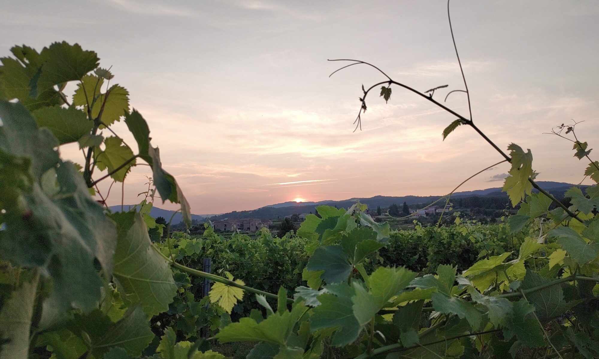 Soleil couchant sur les Cévennes et vigne à Balbiac Ardèche