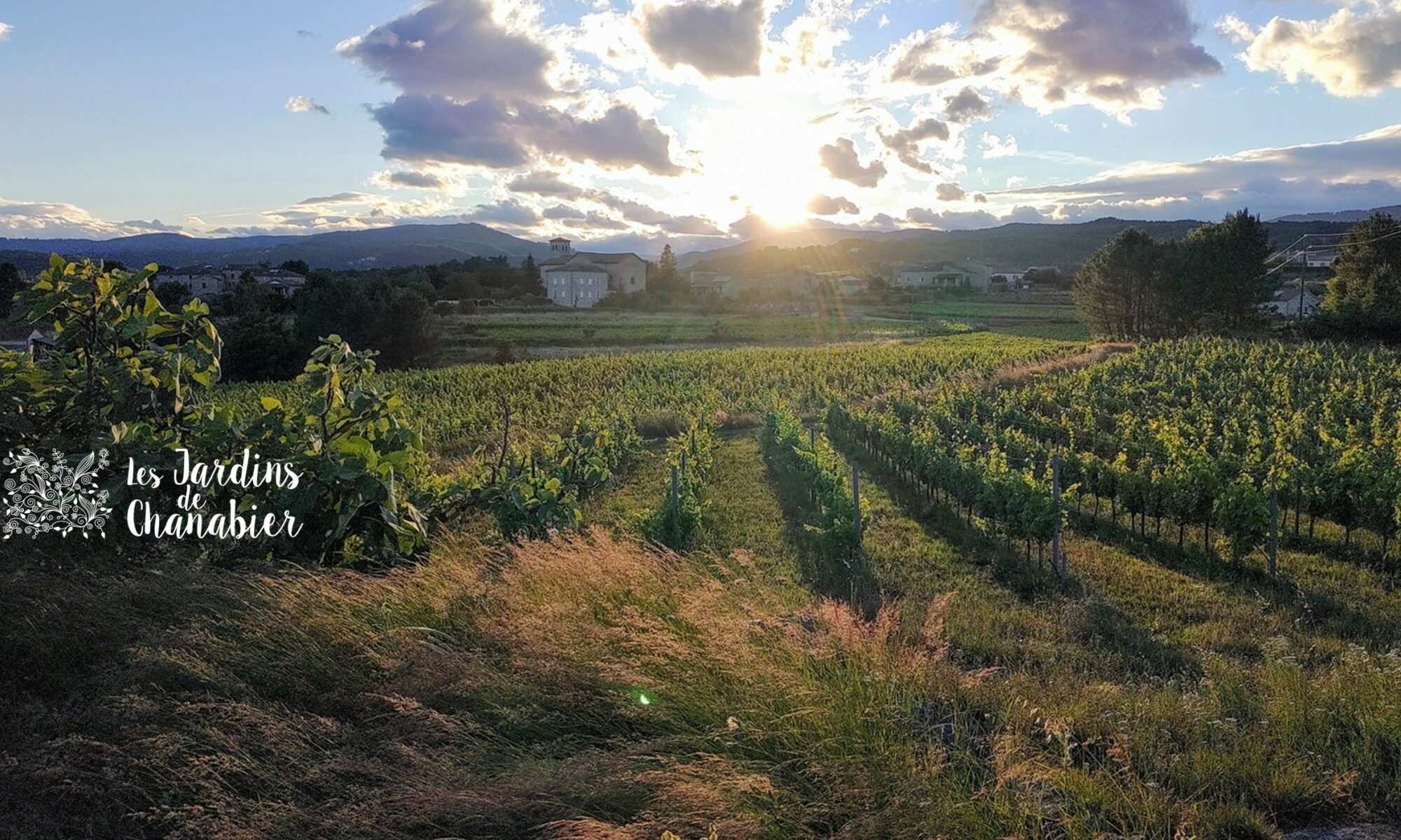 Vigne, herbes et soleil en fin de journée sur Balbiac - Commune de Rosières, Ardèche